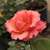 Roze - Engelse roos - Mrs. Doreen Pike